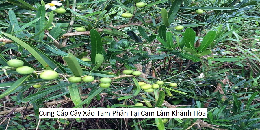 Cung Cấp Cây Xáo Tam Phân Tại Cam Lâm Khánh Hòa
